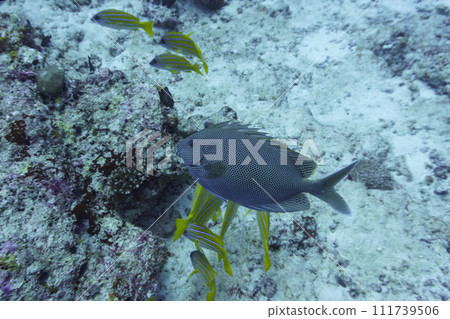 Brown-spotted spinefoot rabbitfish (Siganus stellatus) in the coral reef of Maldives island. Tropical and coral sea wildelife. Beautiful underwater world. Underwater photography. 111739506