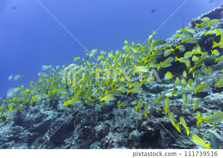 Coral Reef and Tropical Fish on Maldives island. Tropical and coral sea wildelife. Beautiful underwater world. Underwater photography. Coral Reef and Tropical Fish on Maldives island. Tropical and coral sea wildelife. Beautiful underwater world. Underwater photography. 111739516