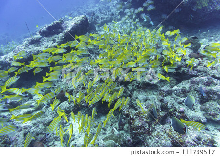 Coral Reef and Tropical Fish on Maldives island. Tropical and coral sea wildelife. Beautiful underwater world. Underwater photography. Coral Reef and Tropical Fish on Maldives island. Tropical and coral sea wildelife. Beautiful underwater world. Underwater photography. 111739517