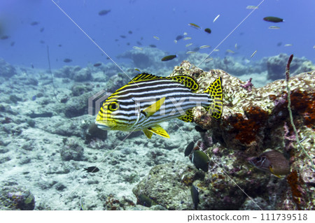 Oriental Sweetlips fish (Plectorhinchus vittatus) in the coral reef of Maldives island. Tropical and coral sea wildelife. Beautiful underwater world. Underwater photography. 111739518