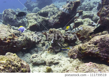 Coral Reef and Tropical Fish on Maldives island. Tropical and coral sea wildelife. Beautiful underwater world. Underwater photography. Coral Reef and Tropical Fish on Maldives island. Tropical and coral sea wildelife. Beautiful underwater world. Underwater photography. 111739519