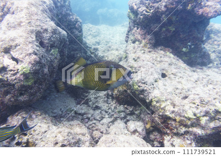 Titan triggerfish, Giant triggerfish, (Balistoides viridescens). Tropical and coral sea wildelife. Beautiful underwater world. Underwater photography. 111739521