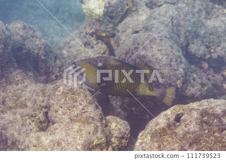 Titan triggerfish, Giant triggerfish, (Balistoides viridescens). Tropical and coral sea wildelife. Beautiful underwater world. Underwater photography. 111739523