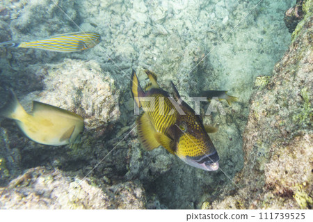 Titan triggerfish, Giant triggerfish, (Balistoides viridescens). Tropical and coral sea wildelife. Beautiful underwater world. Underwater photography. 111739525