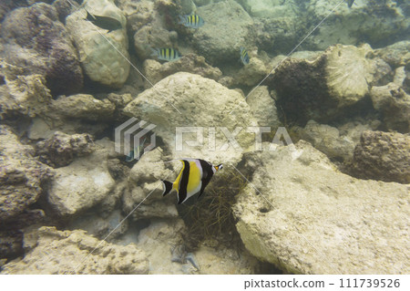 Moorish Idol (Zanclus cornutus). Tropical and coral sea wildelife. Beautiful underwater world. Underwater photography. Moorish Idol (Zanclus cornutus). Tropical and coral sea wildelife. Beautiful underwater world. Underwater photography. 111739526