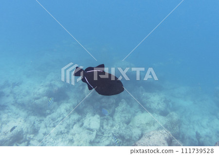 Indian triggerfish (Melichthys indicus). Tropical and coral sea wildelife. Beautiful underwater world. Underwater photography. 111739528
