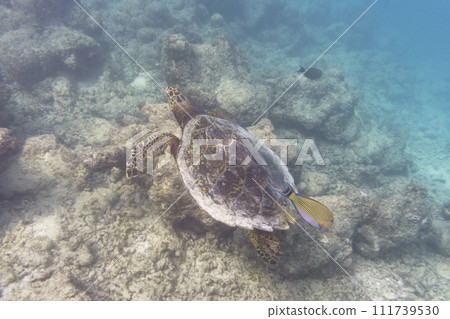 Green sea turtle. Tropical and coral sea wildelife. Beautiful underwater world. Underwater photography. Green sea turtle. Tropical and coral sea wildelife. Beautiful underwater world. Underwater photography. 111739530