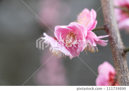 plum blossom japan park Plum blossom flower プラムボッサム うめ plum blossom japan park Plum blossom flower プラムボッサム うめ 111739890