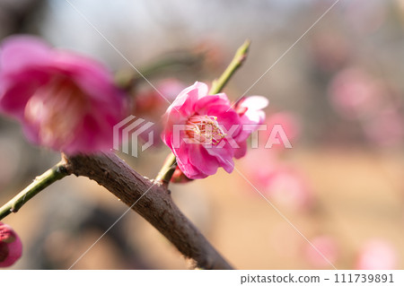 plum blossom japan park Plum blossom flower プラムボッサム うめ plum blossom japan park Plum blossom flower プラムボッサム うめ 111739891