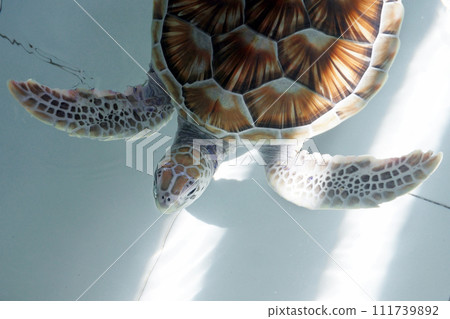 green sea turtle (chelonia mydas) green sea turtle (chelonia mydas) 111739892