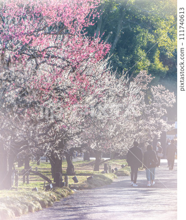 Kairakuen in full bloom, Mito City, Ibaraki Prefecture 111740613