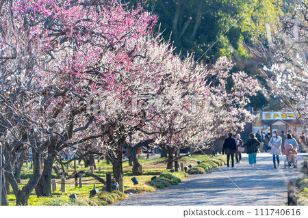 Kairakuen in full bloom, Mito City, Ibaraki Prefecture Kairakuen in full bloom, Mito City, Ibaraki Prefecture 111740616