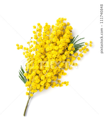 Mimosa flower on white backgrounds Mimosa flower on white backgrounds 111740848
