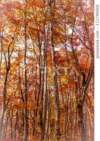 Autumnal beech forest National Park Daisen 111740888