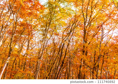 Autumnal beech forest National Park Daisen 111740892