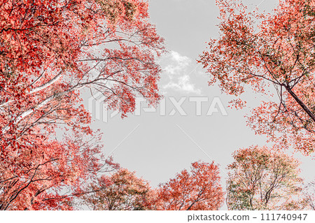 Background of autumnal trees Background of autumnal trees 111740947
