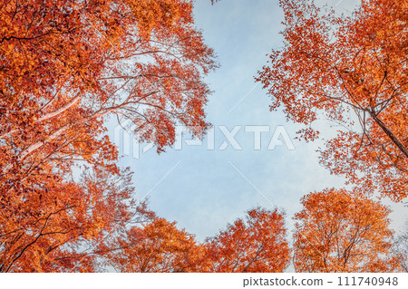 Background of autumnal trees 111740948