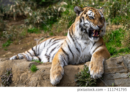 阿穆爾托拉 111741795