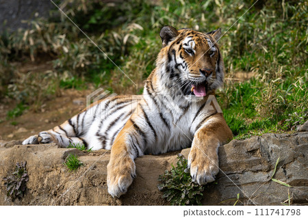 阿穆爾托拉 阿穆爾托拉 111741798