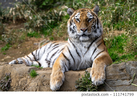 阿穆爾托拉 111741799