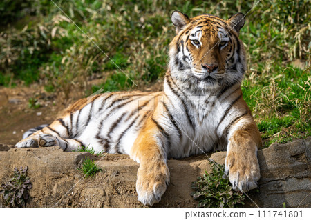 阿穆爾托拉 111741801