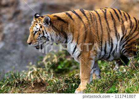 阿穆爾托拉 111741807