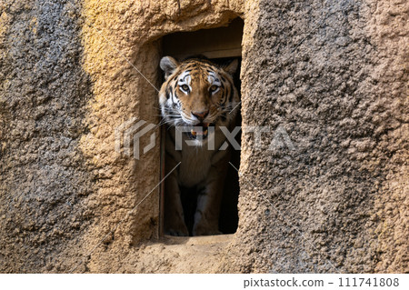 Amur Tora Amur Tora 111741808