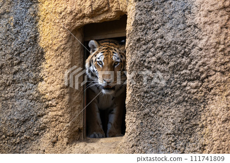 Amur Tora Amur Tora 111741809