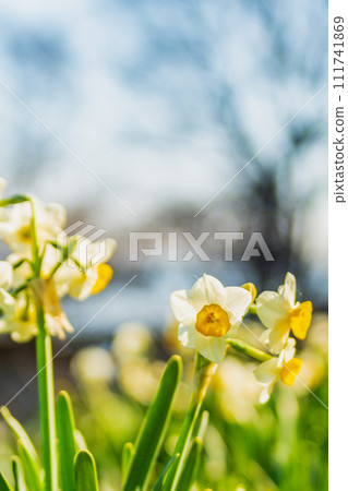 Daffodils bathing in the spring sunshine 111741869