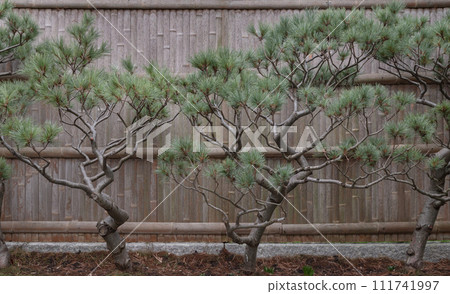 Branches of pine trees japanese style in front of bamboo panel at Kyoto Garden. Branches of pine trees japanese style in front of bamboo panel at Kyoto Garden. 111741997