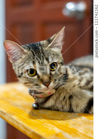 Cat kitty pet cute animal Cat kitty pet cute animal 111742162