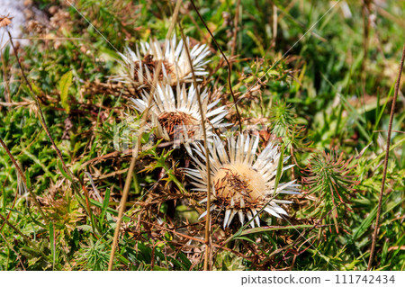 Silver thistle (Carlina acaulis), also known as stemless carline thistle, dwarf carline thistle Silver thistle (Carlina acaulis), also known as stemless carline thistle, dwarf carline thistle 111742434