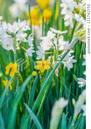 Yellow flowers of daffodils blooming in the spring park Yellow flowers of daffodils blooming in the spring park 111742558