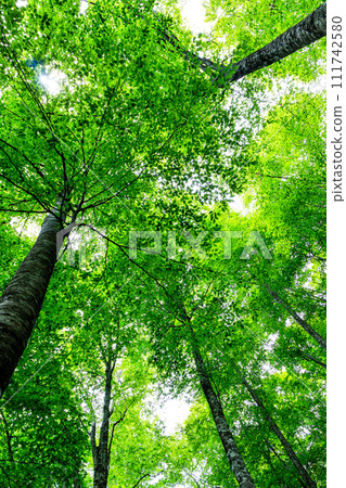 新綠山毛櫸林、鳥取縣、八戶故鄉林 111742580