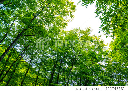 Fresh green beech forest, Tottori prefecture, Hatto hometown forest 111742581