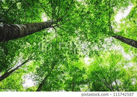 Fresh green beech forest, Tottori prefecture, Hatto hometown forest 111742587