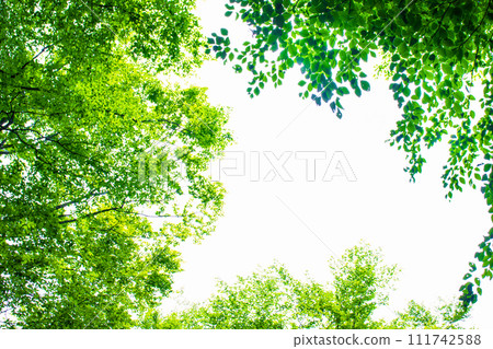 Fresh green trees background 111742588