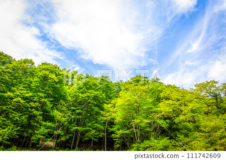 Fresh green forest and cotton cloud sky Fresh green forest and cotton cloud sky 111742609