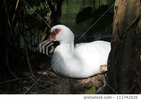 Muscovy duck (white bird) Muscovy duck (white bird) 111742826