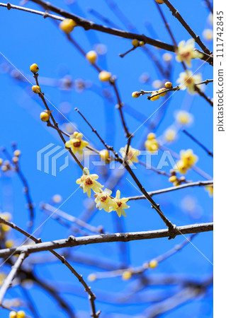 Wax plum Wax plum 111742845