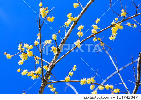 Wax plum Wax plum 111742847