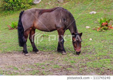Horse grazing on a green alpine meadow 111743240
