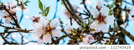 Almond trees in bloom. Almond flower blossoms against blue sky 111743429