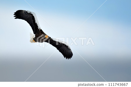 Steller's sea-eagle flying in the sky Steller's sea-eagle flying in the sky 111743667