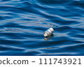 Plastic bottles thrown away at sea and floating in the waves 111743921