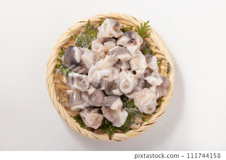 squid cartilage 111744158