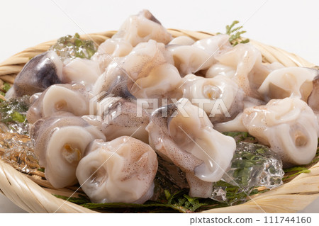squid cartilage 111744160