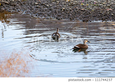 Two spot-billed ducks swimming in the river in winter Two spot-billed ducks swimming in the river in winter 111744237