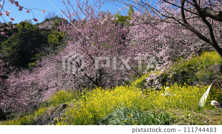 須崎的雪花櫻花 須崎的雪花櫻花 111744483