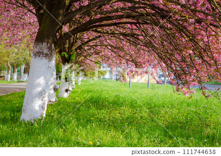 alley with sakura trees in full blossom. branches of cherry blossom above the green lawn in spring. urban scene of uzhhorod, ukraine in hanami season alley with sakura trees in full blossom. branches of cherry blossom above the green lawn in spring. urban scene of uzhhorod, ukraine in hanami season 111744638